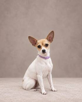 Khloe -  Chihuahua Dog for Adoption in Miami, Florida - Khloe | PetCurious