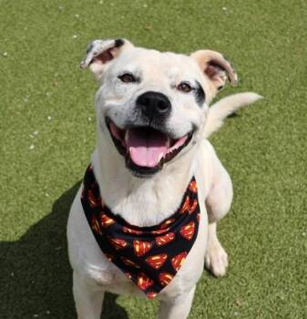 Octo -  Mixed Breed Dog for Adoption in Athens, Georgia - Octo | PetCurious
