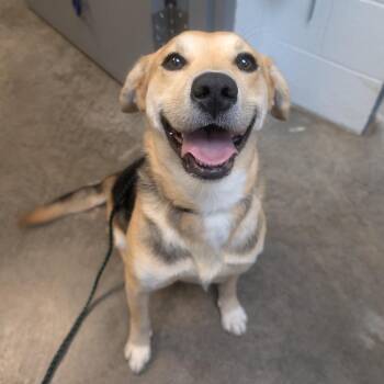 Papaya -  Mixed Breed and Beagle Dog for Adoption in Independence, Kansas - Papaya | PetCurious