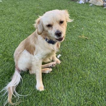 Rescue Spaniel and Chihuahua Dogs for Adoption in Oceanside, California - Otto | PetCurious