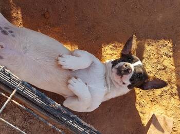 Batdog -  Chiweenie Dog for Adoption in El Paso, Texas - Batdog | PetCurious