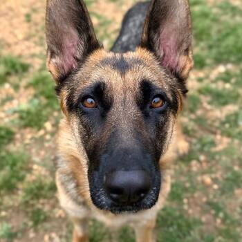 German Shepherd Dog and Mixed Breed Dogs Available for Adoption in Fredericksburg, Virginia - Lady Stardust | PetCurious