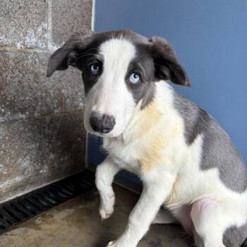 Crystal -  Border Collie and Mixed Breed Dog for Adoption in Show Low, Arizona - Crystal | PetCurious
