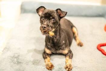 Maltese Dogs Available for Adoption in Hilton Head Island, South Carolina - Taco | PetCurious