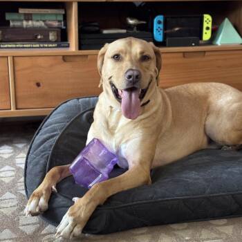 Thatcher -  Mixed Breed Dog Available for Adoption in Houston, Texas - Thatcher | PetCurious