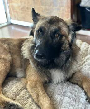 Rescue German Shepherd Dog Dogs for Adoption in Pleasant Grove, California - Lobo | PetCurious