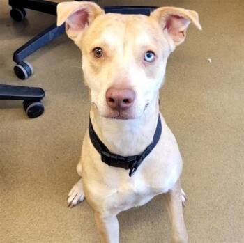 PALOMA -  German Shepherd Dog and Mixed Breed Dog for Adoption in San Antonio, Texas - PALOMA | PetCurious