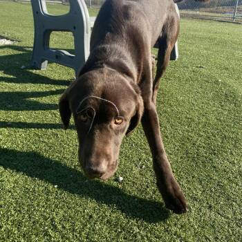 Rescue Chocolate Labrador Retriever Dogs for Adoption in Hannibal, Missouri - Moose | PetCurious