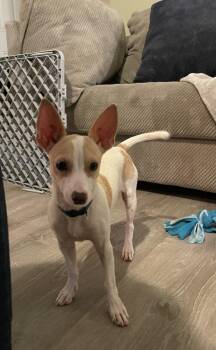 Kachow  -  Chihuahua and Terrier Dog for Adoption in Silsbee, Texas - Kachow  | PetCurious