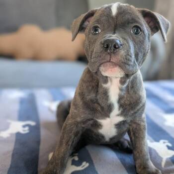 Tiara -  Mixed Breed Dog for Adoption in West Olive, Michigan - Tiara | PetCurious