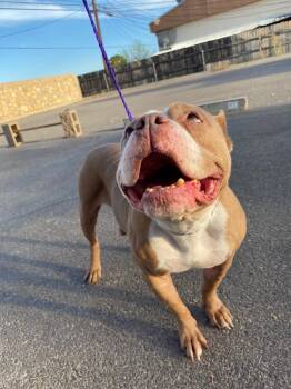 Rescue Pit Bull Terrier Dogs for Adoption in El Paso, Texas - Ivy | PetCurious