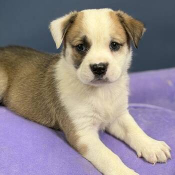 Einstein -  Australian Shepherd Dog for Adoption in Hughesville, Maryland - Einstein | PetCurious