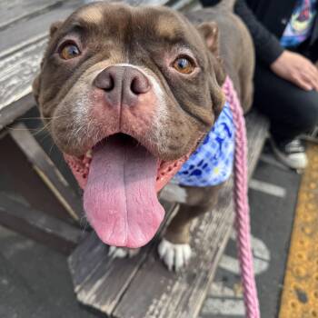 Princess -  American Bully Dog for Adoption in Whittier, California - Princess | PetCurious