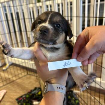 655 (2026) Joey -  Australian Shepherd and Mixed Breed Dog for Adoption in Parker, Colorado - 655 (2026) Joey | PetCurious