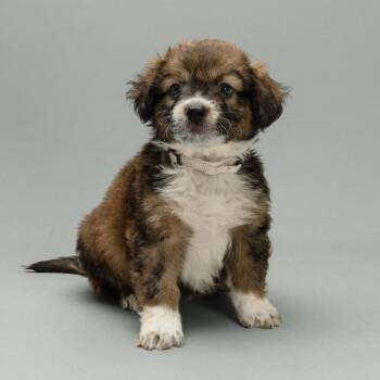 Chardonnay -  Mixed Breed Dog for Adoption in Mesa, Arizona - Chardonnay | PetCurious