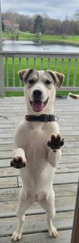 Labrador Retriever Dogs Available for Adoption in North Prairie, Wisconsin - **TASHA** | PetCurious