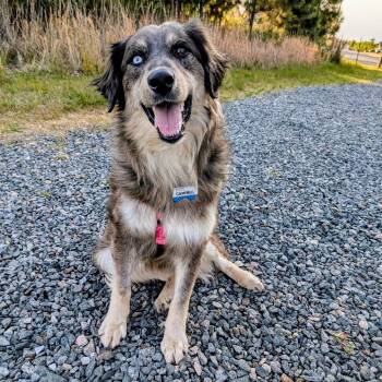Australian Shepherd Dogs Available for Adoption in Wake Forest, North Carolina - Campbell | PetCurious