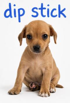 The Pitt crew -  Chihuahua and Beagle Dog for Adoption in Warrenville, South Carolina - The Pitt Crew | PetCurious