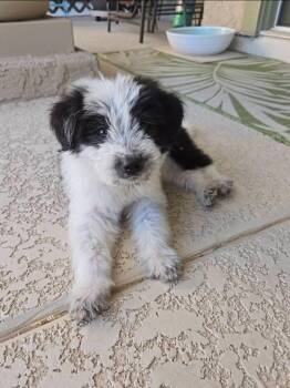 Sheep Dog and Poodle Dogs Available for Adoption in Mesa, Arizona - Higgins | PetCurious