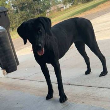 Rescue Mixed Breed Dogs for Adoption in Perryville, Arkansas - Willa | PetCurious