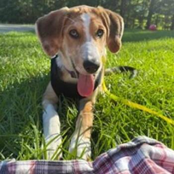 Waffles (Courtesy Post) -  Australian Shepherd and Beagle Dog for Adoption in Clarksville, Virginia - Waffles (Courtesy Post) | PetCurious