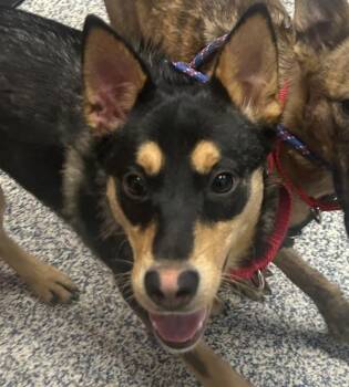 German Shepherd Dog Dogs Available for Adoption in Golden, Colorado - Annabelle | PetCurious
