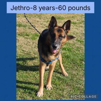 Shepherd Dogs Available for Adoption - Jethro | PetCurious