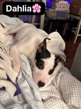 Terrier Dogs Available for Adoption in Mokena, Illinois - Dahlia  | PetCurious