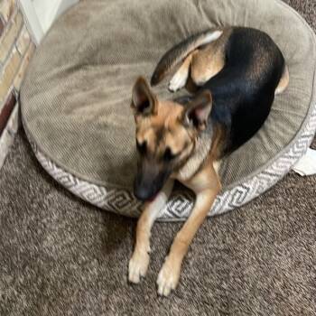 Rescue German Shepherd Dog Dogs for Adoption in Wilton, California - Sweet Baby Jane | PetCurious