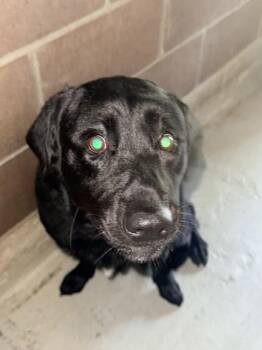 Yennifer -  Labrador Retriever and Mixed Breed Dog for Adoption in Savannah, Georgia - Yennifer | PetCurious