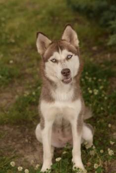 Siberian Husky Dogs Available for Adoption in Southaven, Mississippi - NEESHA | PetCurious