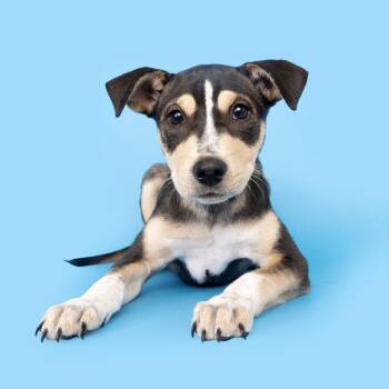 Mixed Breed Dogs Available for Adoption in Franklin, Tennessee - No Doubt | PetCurious
