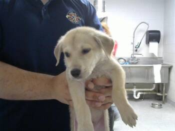 Rescue German Shepherd Dog Dogs for Adoption in Pasadena, Texas - MILO | PetCurious