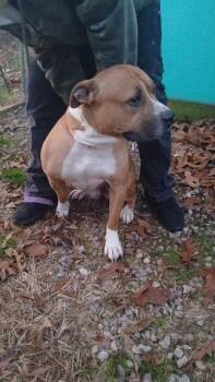 Pit Bull Terrier Dogs Available for Adoption - Rocket | PetCurious