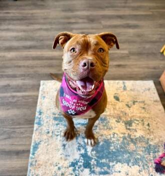 Pit Bull Terrier Dogs Available for Adoption in Friendswood, Texas - Prima Donna The Brindle Beauty Princess | PetCurious