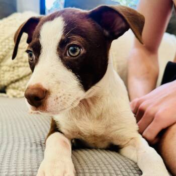 English Pointer Dogs Available for Adoption - Tilly: She Love To Be Cuddled And In Your Lap  | PetCurious