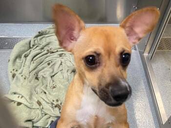 HOPPER -  Chihuahua Dog for Adoption in Tustin, California - HOPPER | PetCurious