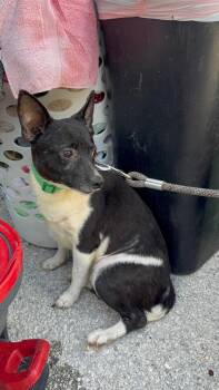 Rat Terrier Dogs Available for Adoption in Lakeland, Florida - Chubs | PetCurious