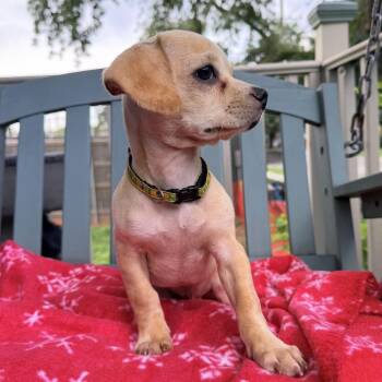 Panko (Benefactor Puppy) -  Beagle and Pug Dog for Adoption in New Orleans, Louisiana - Panko (Benefactor Puppy) | PetCurious