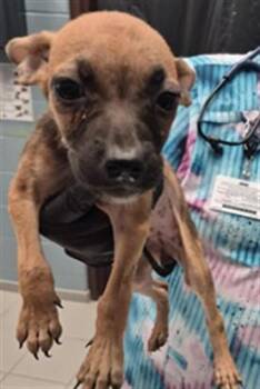 DOG 4 -  Pit Bull Terrier and Mixed Breed Dog for Adoption in Corpus Christi, Texas - DOG 4 | PetCurious