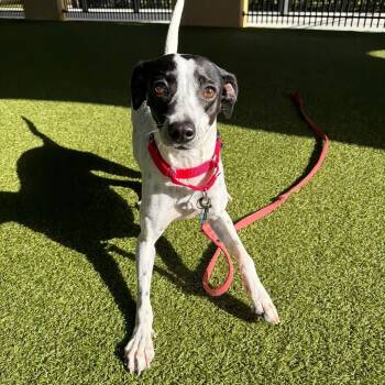 Pointer and Mixed Breed Dogs Available for Adoption in West Palm Beach, Florida - Speckles | PetCurious
