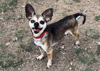 Chihuahua Dogs Available for Adoption - DECLYNN | PetCurious