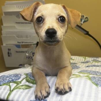 Chihuahua Dogs Available for Adoption in Palm Springs, California - Oakley | PetCurious