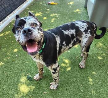 CAULDRON -  Cane Corso and Mixed Breed Dog for Adoption in Minneapolis, Minnesota - CAULDRON | PetCurious