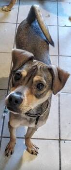 John Boy -  German Pinscher and Mixed Breed Dog for Adoption in Houston, Texas - John Boy | PetCurious
