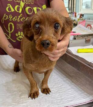 Havanese Dogs Available for Adoption in Benton, Louisiana - Golden Valley (NOT YET AVAILABLE) | PetCurious