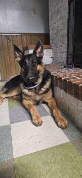 Rescue German Shepherd Dog and Belgian Shepherd Malinois Dogs for Adoption in Kirksville, Missouri - Chunk | PetCurious