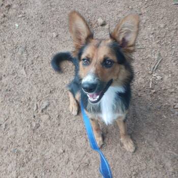 Juniper -  Australian Kelpie and Mixed Breed Dog for Adoption in Wadena, Minnesota - Juniper | PetCurious