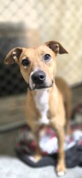 Lorelai -  Pit Bull Terrier Dog for Adoption in Billings, Montana - Lorelai | PetCurious