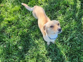 Rex -  Beagle Dog for Adoption in Elk Grove, California - Rex | PetCurious